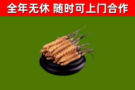 海北州烟酒回收冬虫夏草.jpg